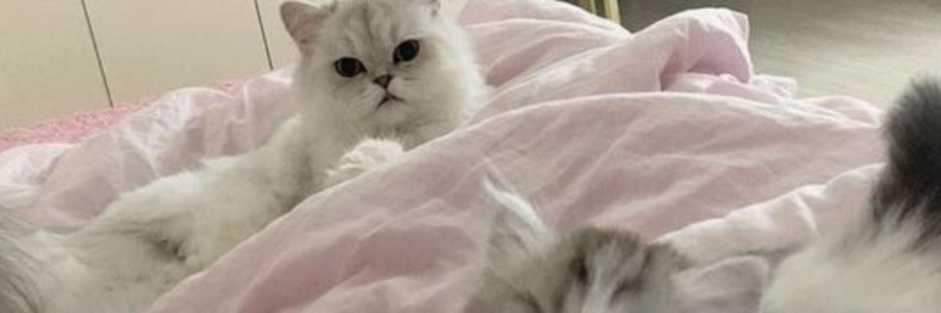lili