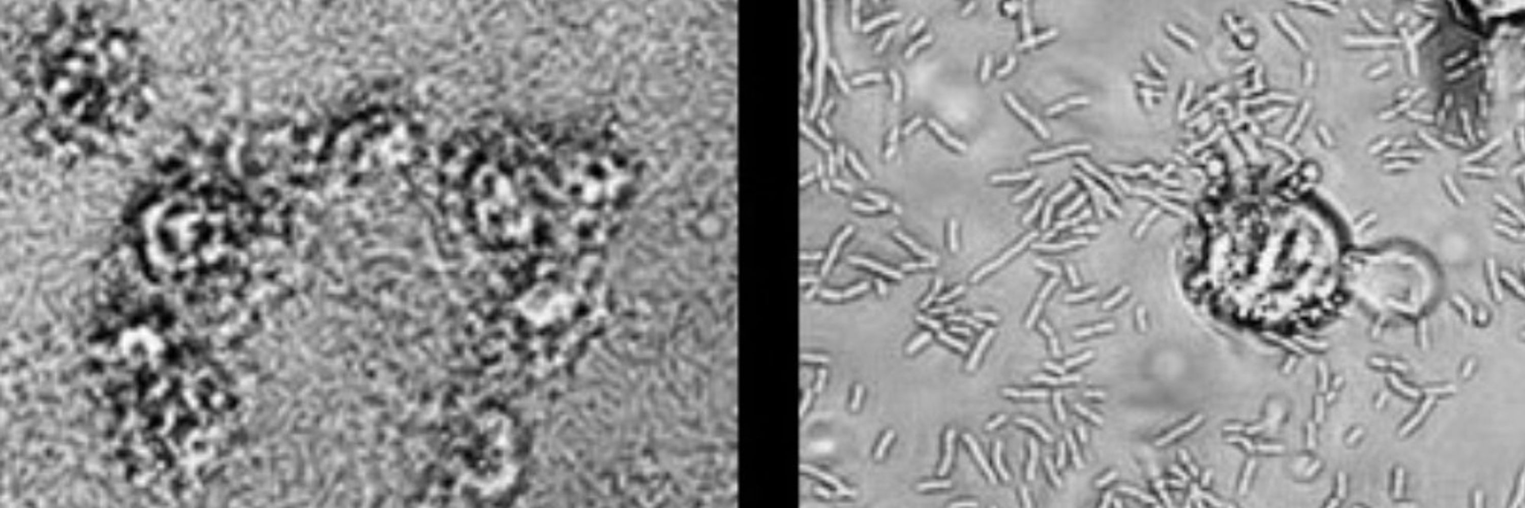 Pathogenic Mechanisms Research Group