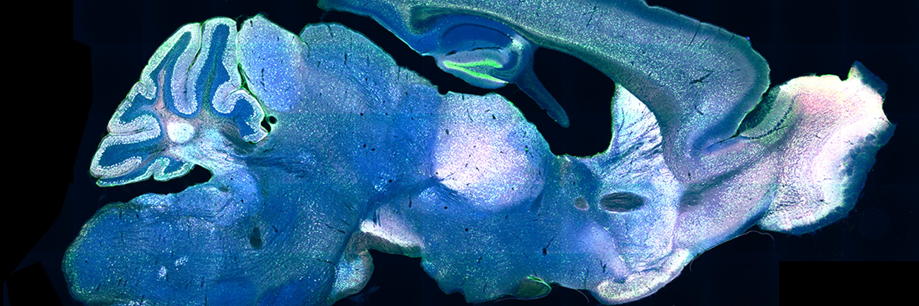 Ákos Babiczky 🧠🔬📊