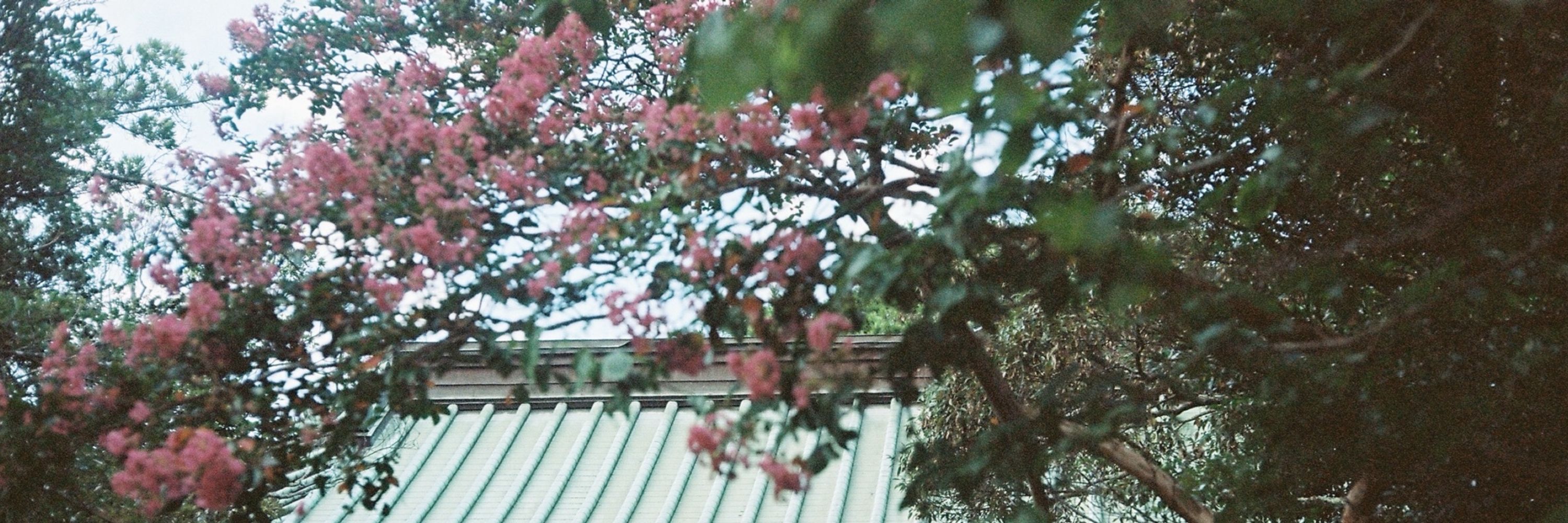 melodymew