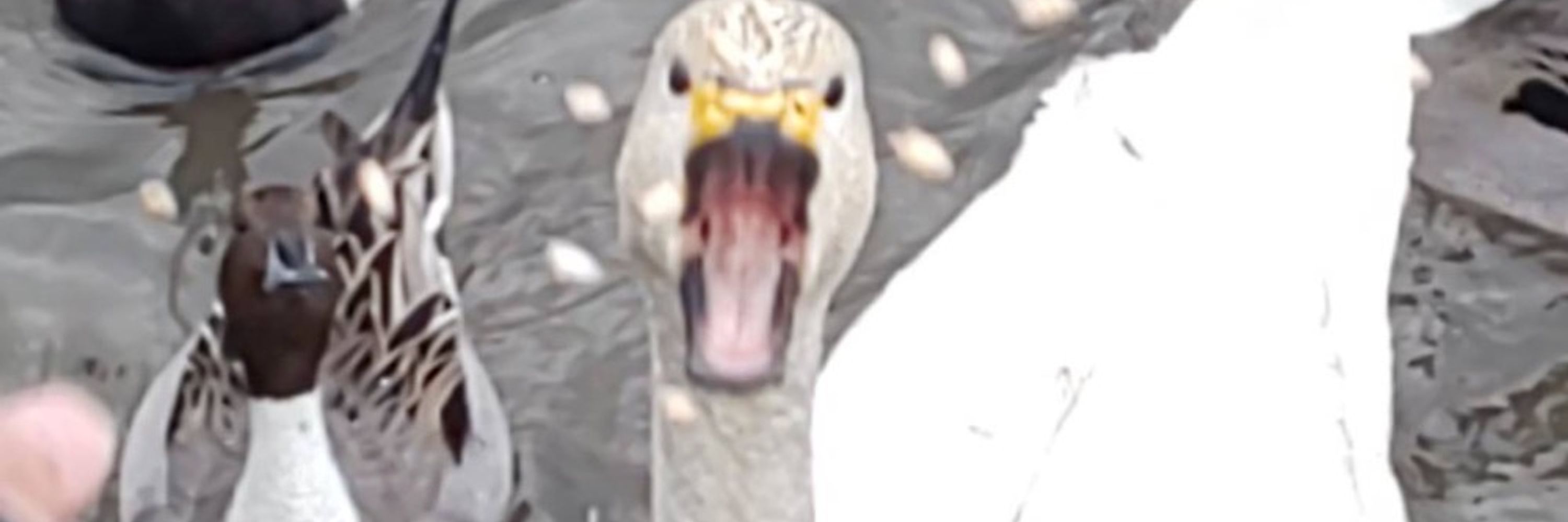 まう？