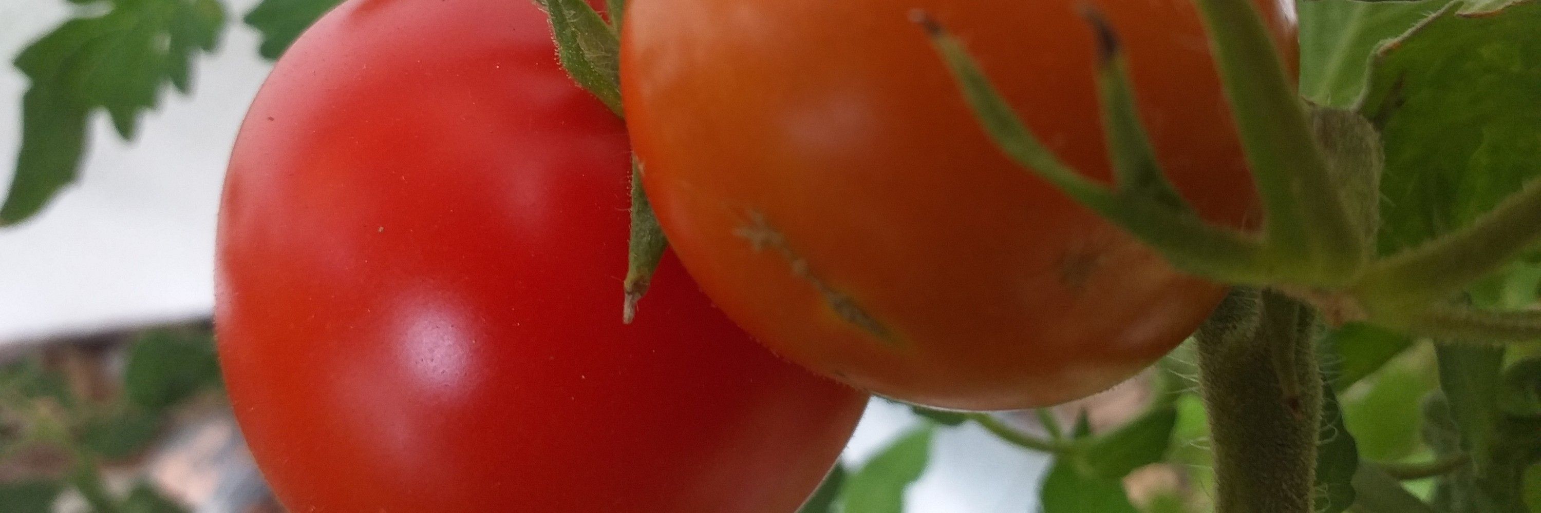 Killertomate