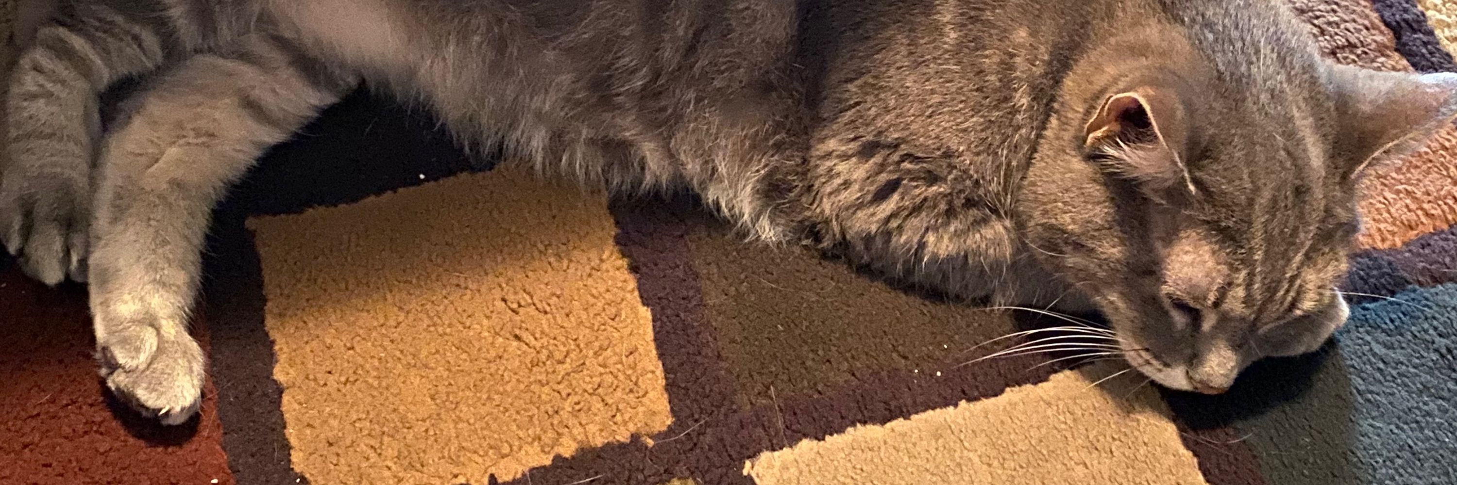 Ellie