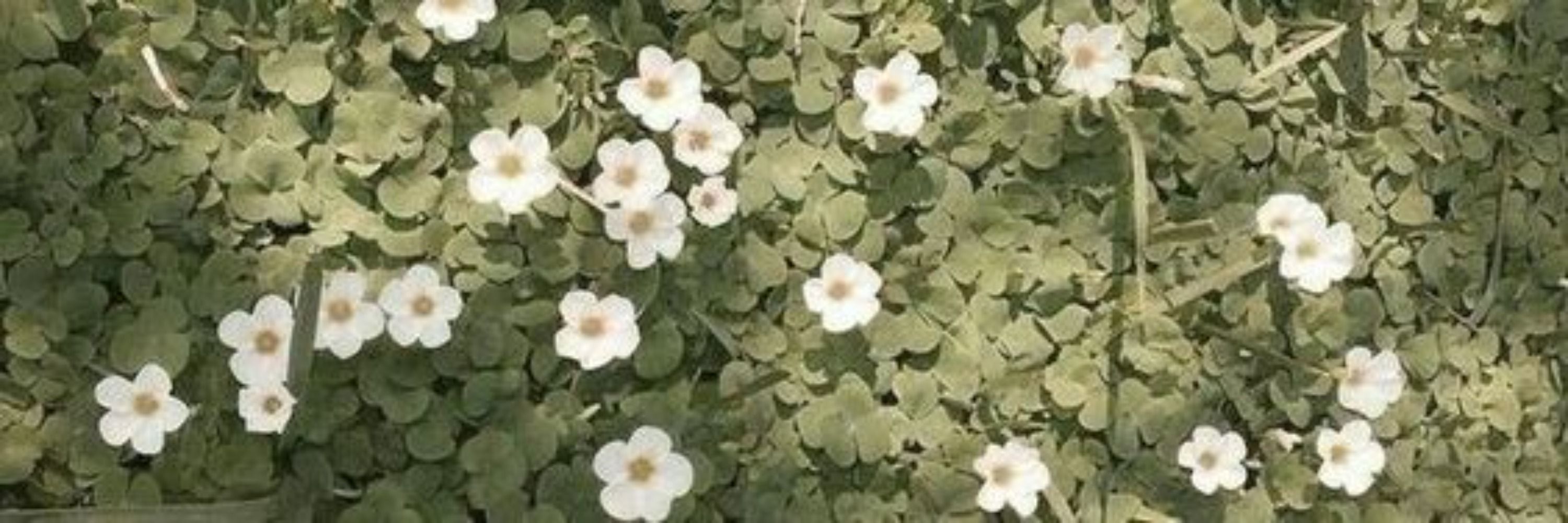 Luma