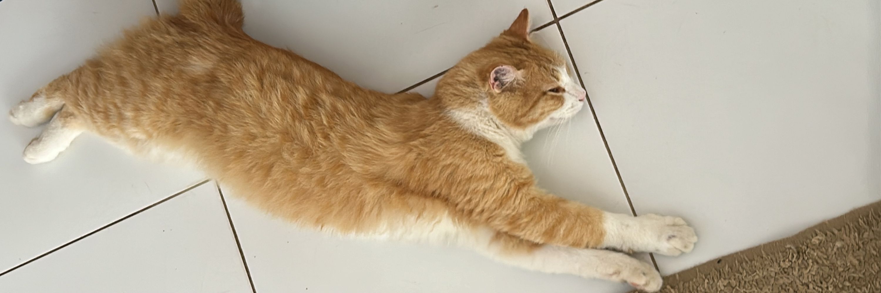 lusquinha