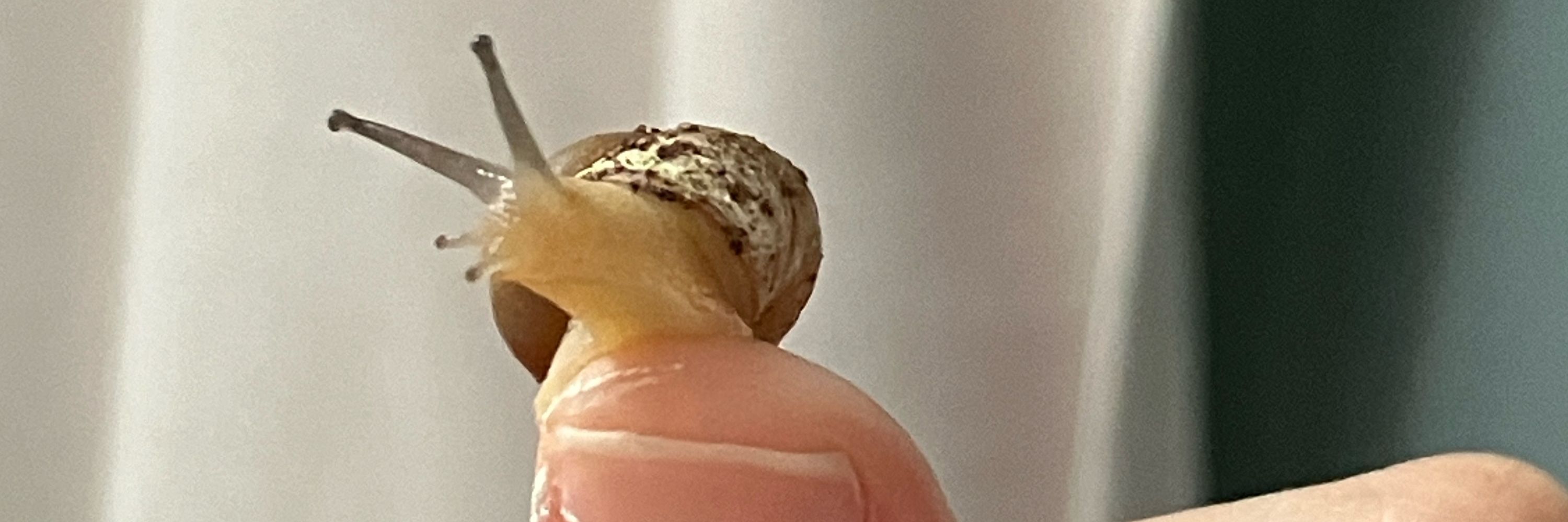 외괴🕯️