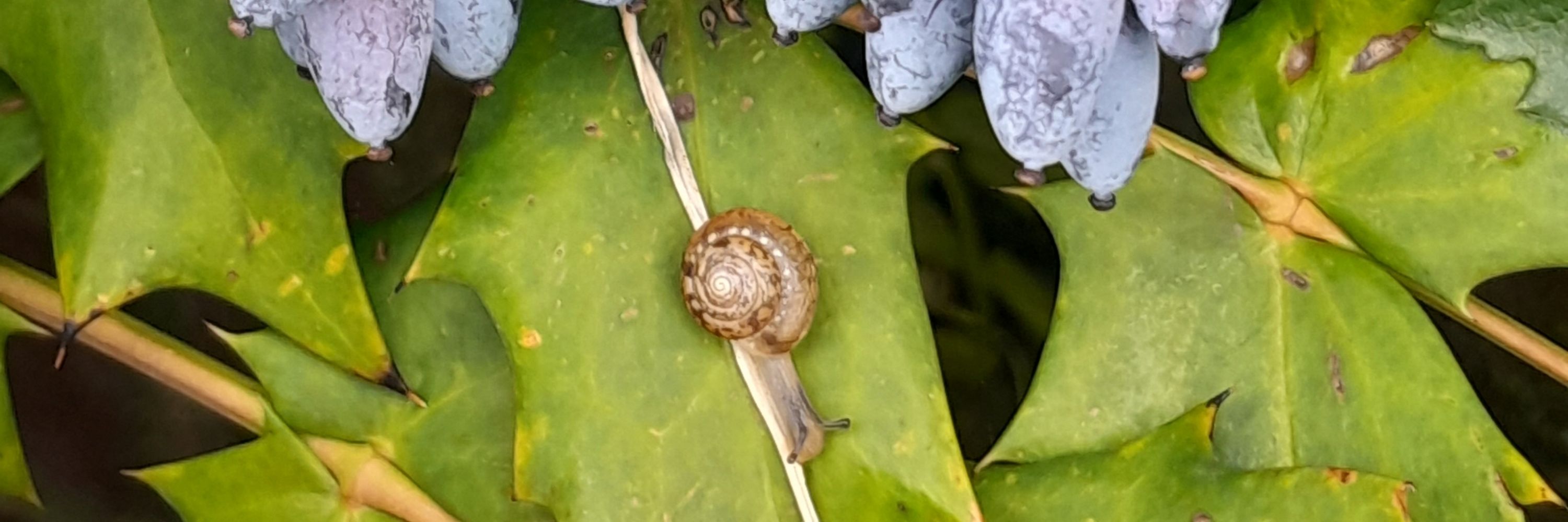 Fernética