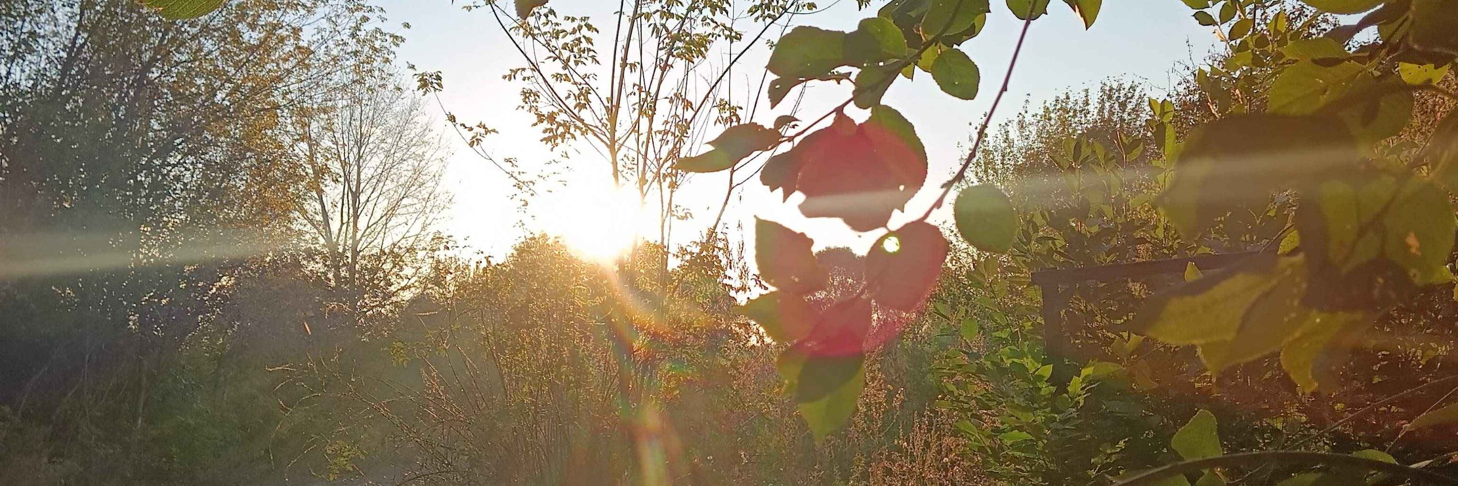 Одуванчик