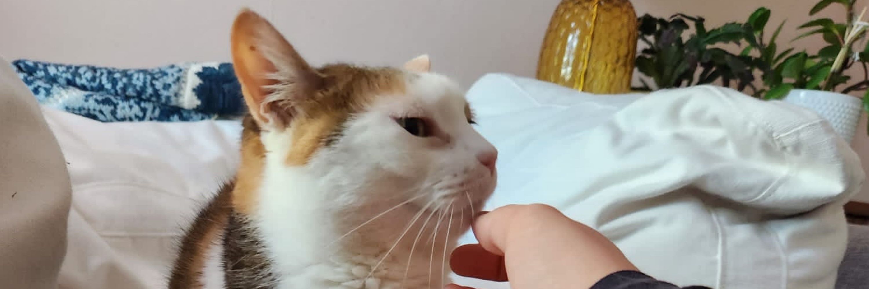 Cat Dot Com