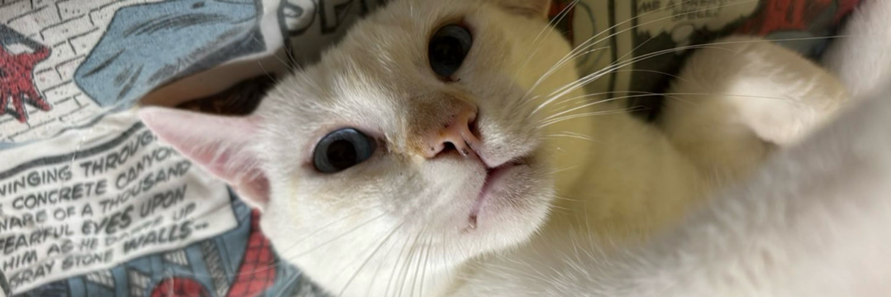 gustavo