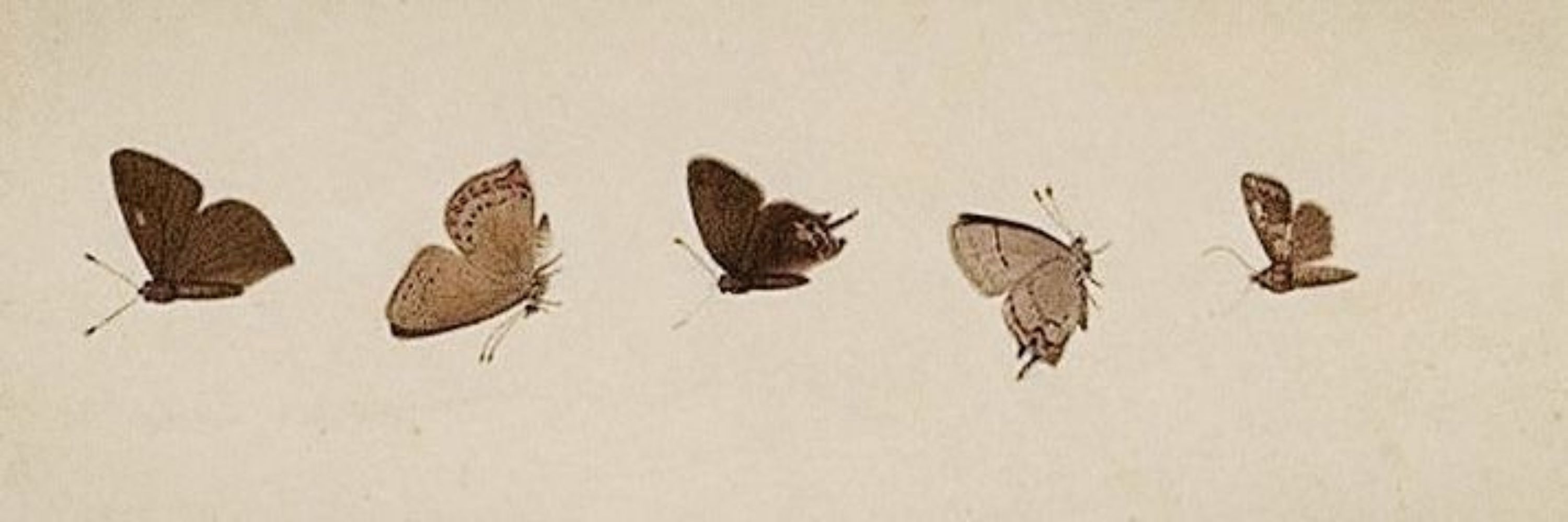 A.Satelis
