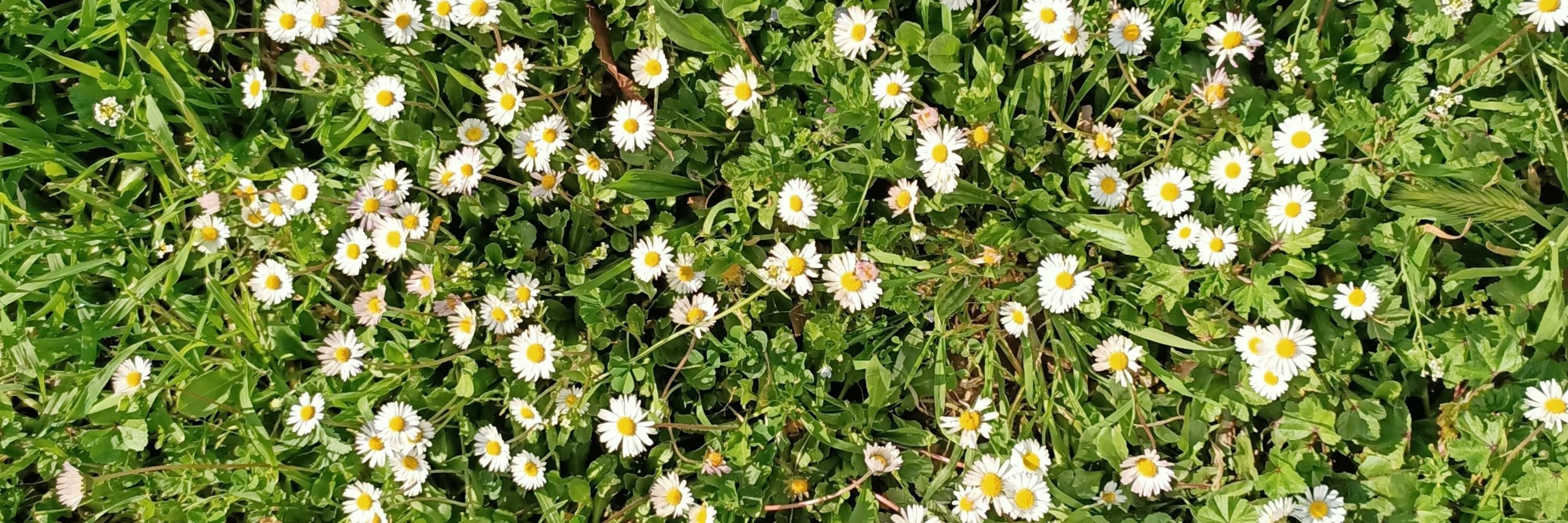 Gönülçelen