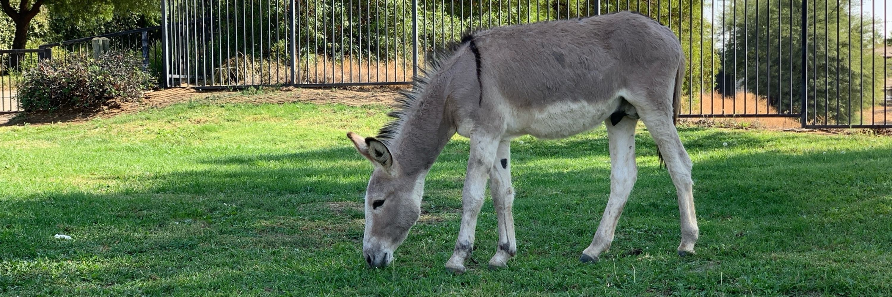 Blue Donkey 🐴