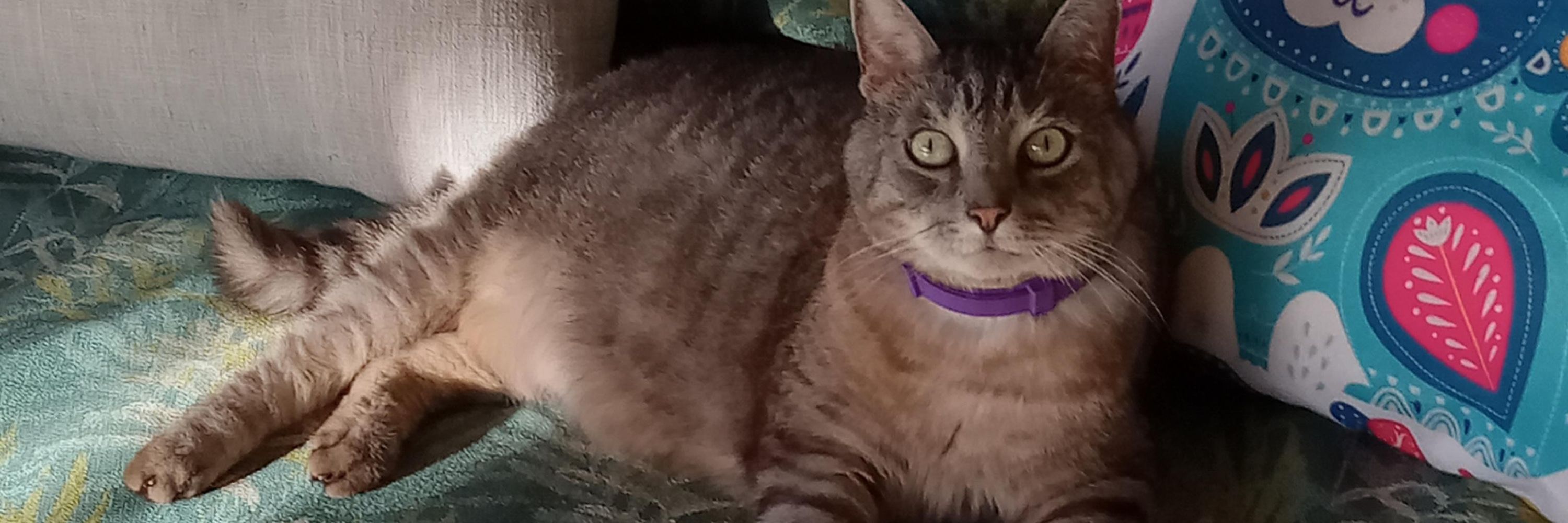 Sheila