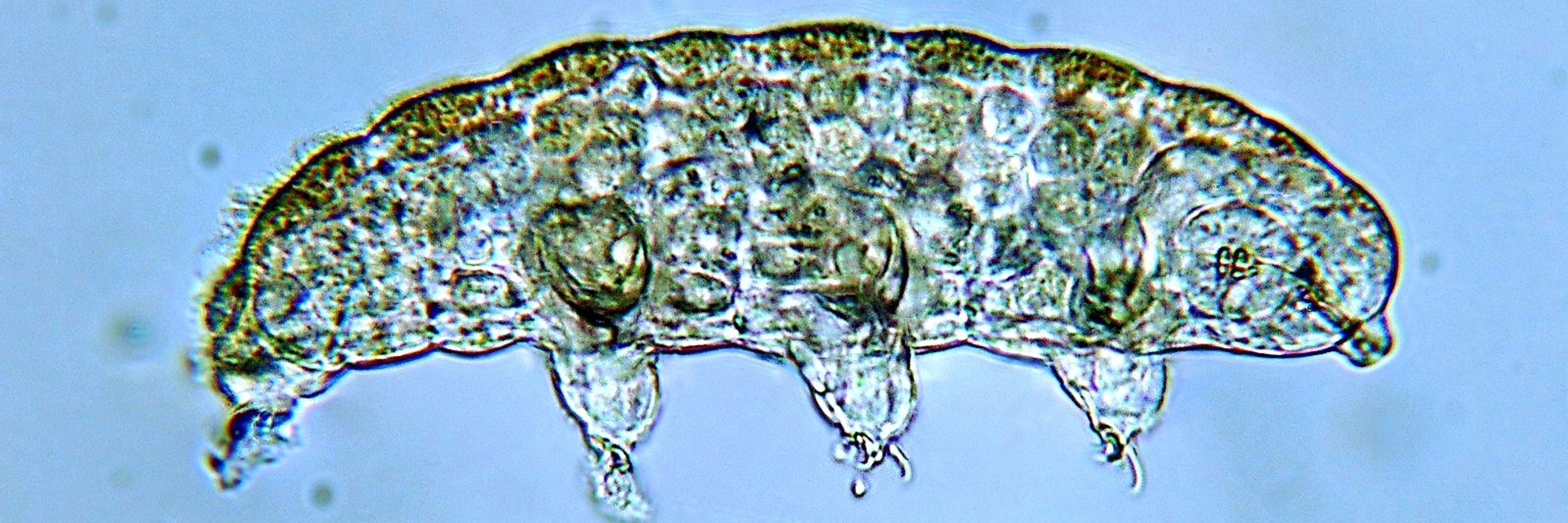 🦠Tardigrade🦠