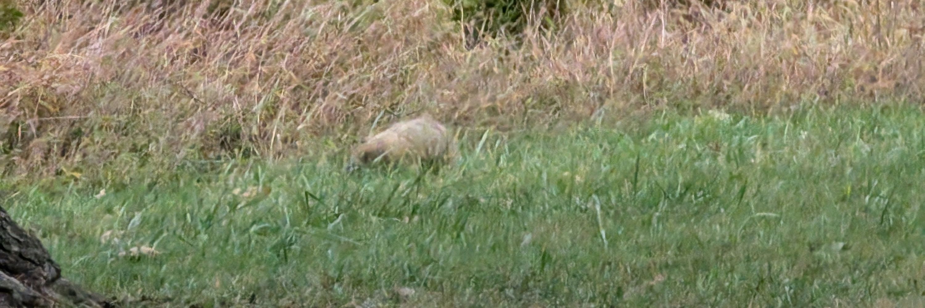 Adam the Fort Marmot