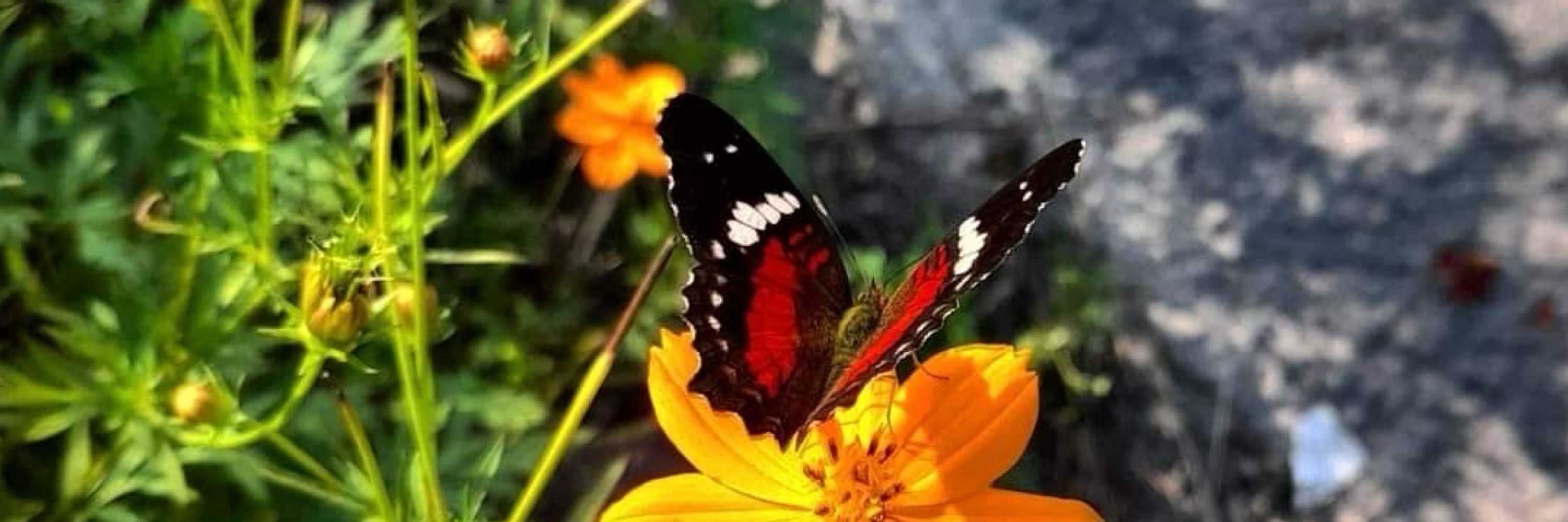 𝔏𝔲𝔩𝔦'𝔰 🦋