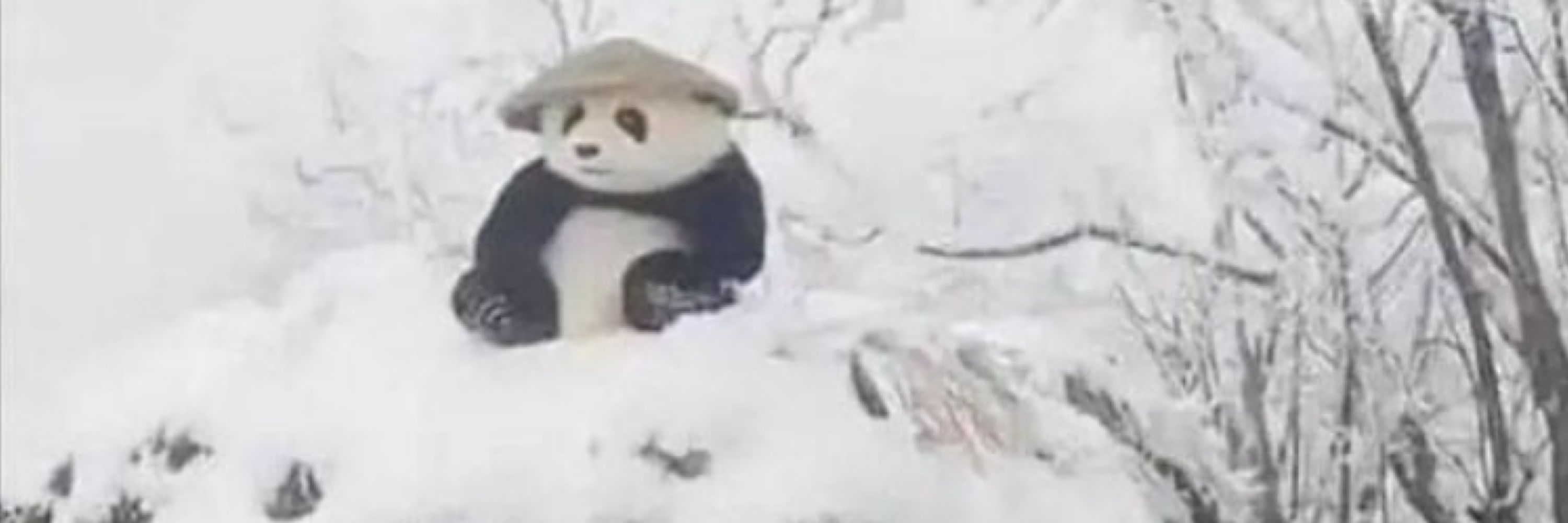 Dude with puppy and panda pics