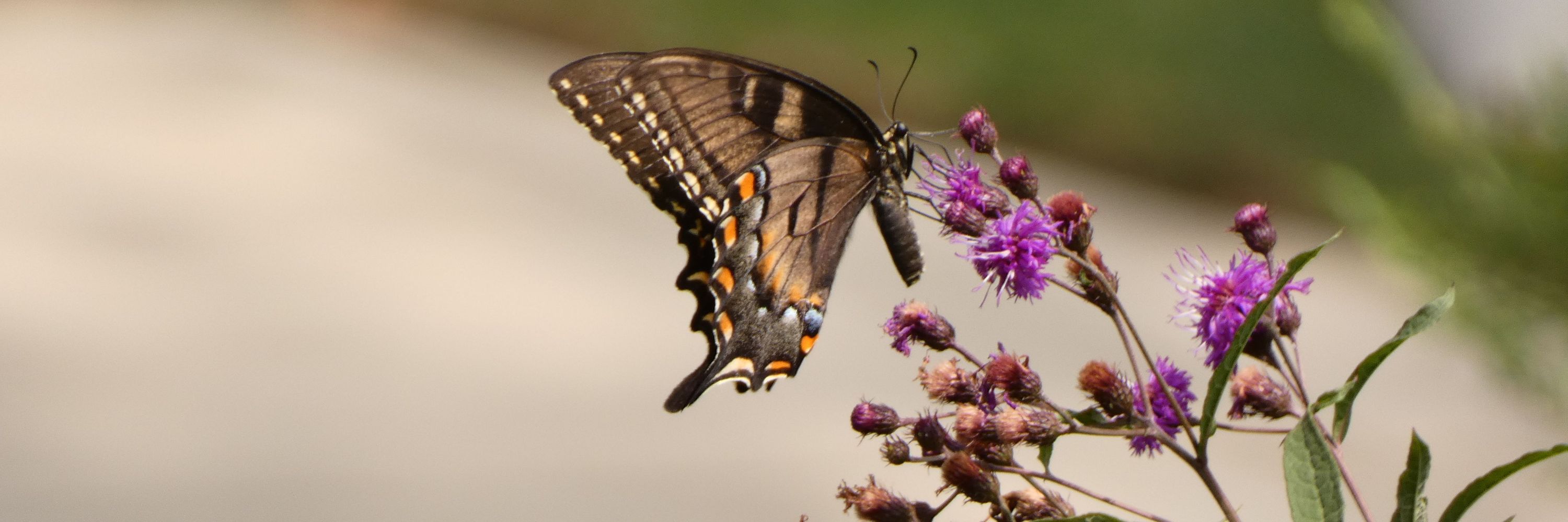 Bumblebee Landscape and Garden Design