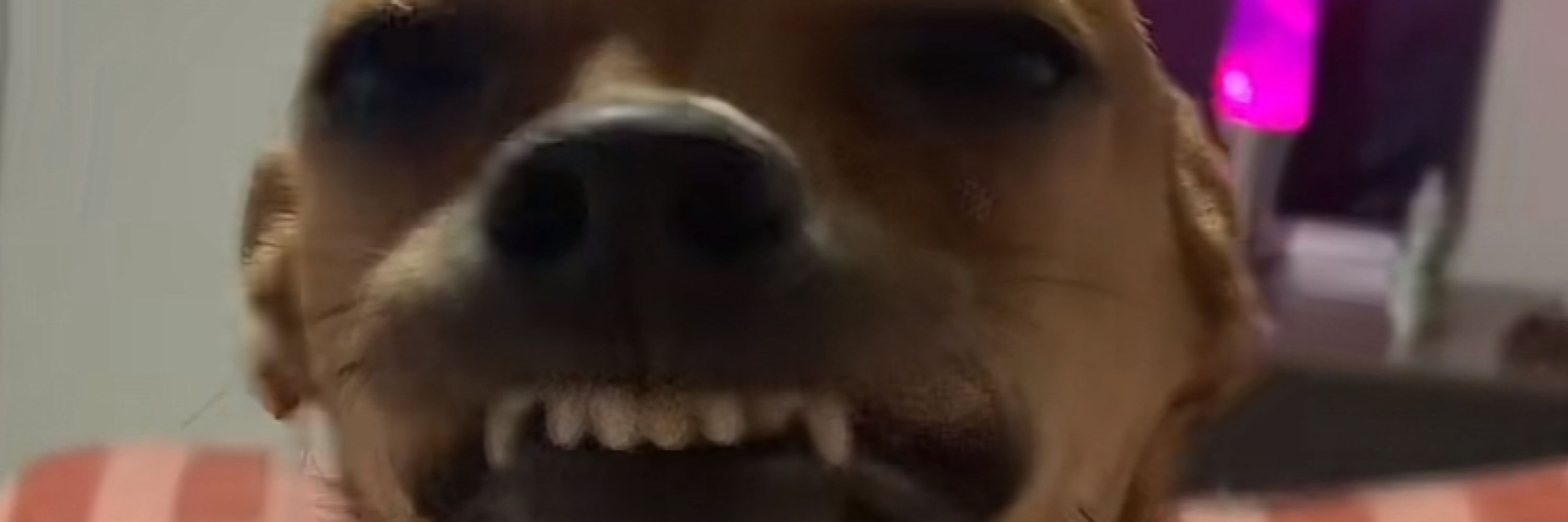 Loló