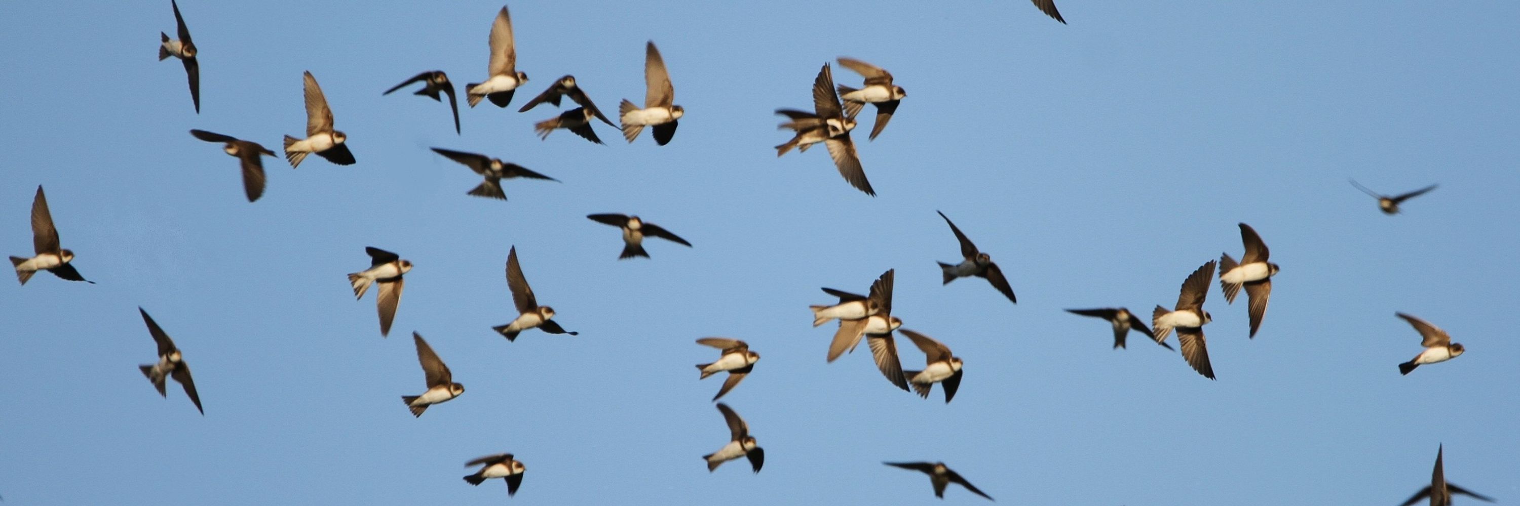 The Scottish Ornithologists' Club