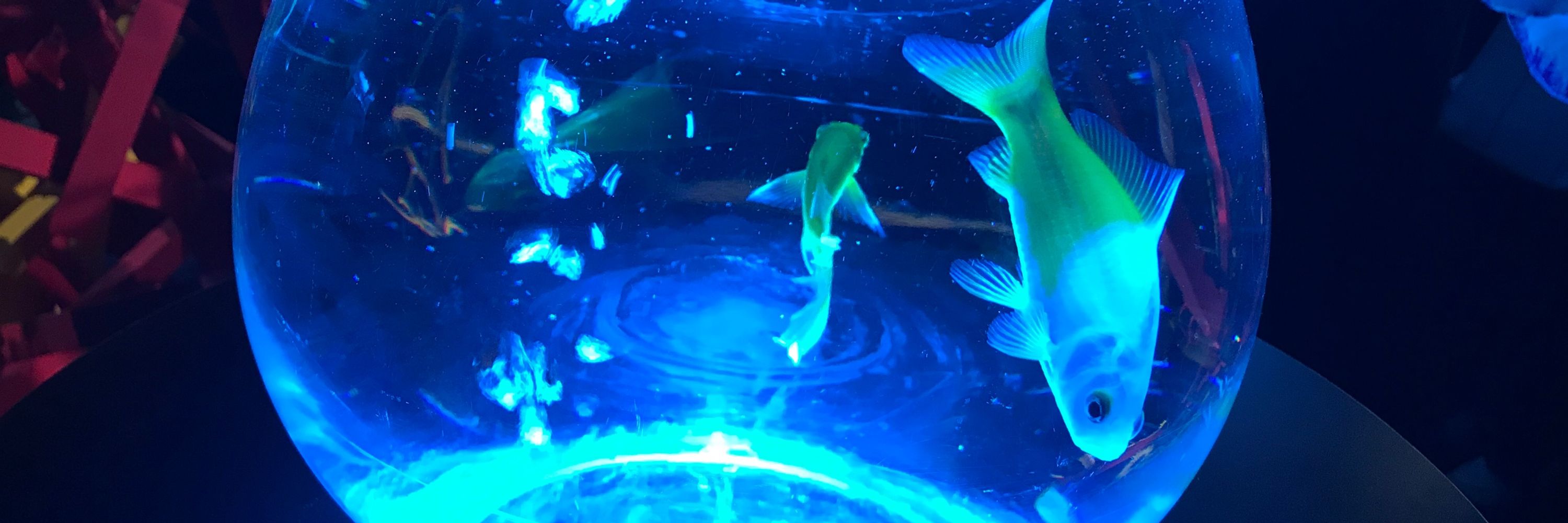 青星