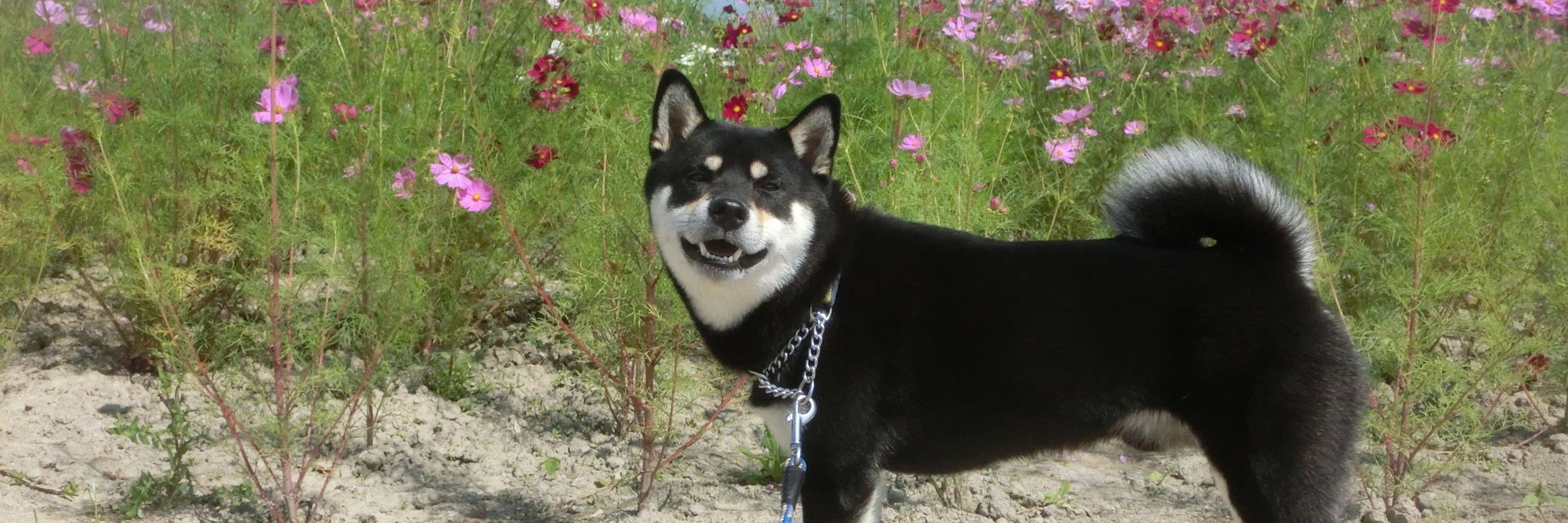 黒柴ワハハ