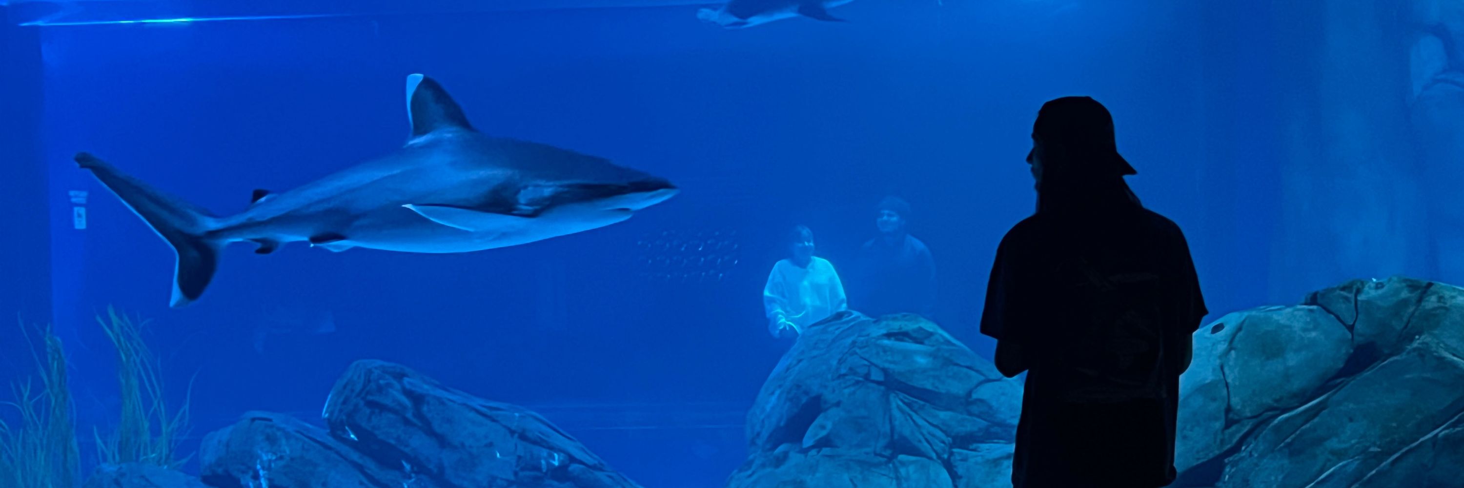 PokeSharks
