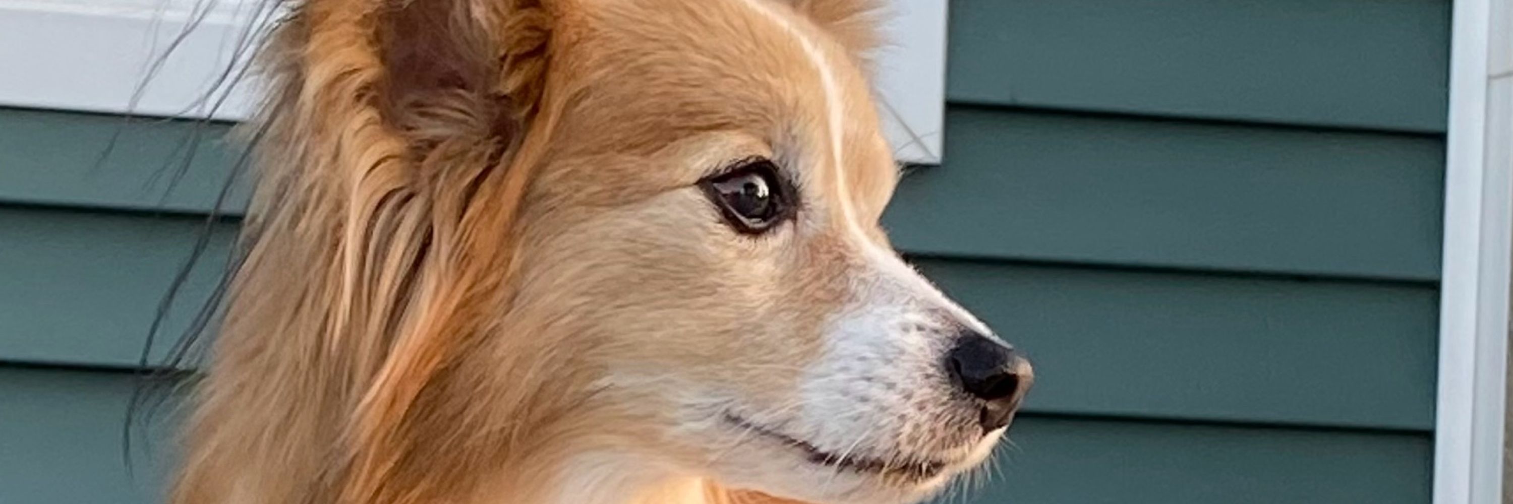 Tammy