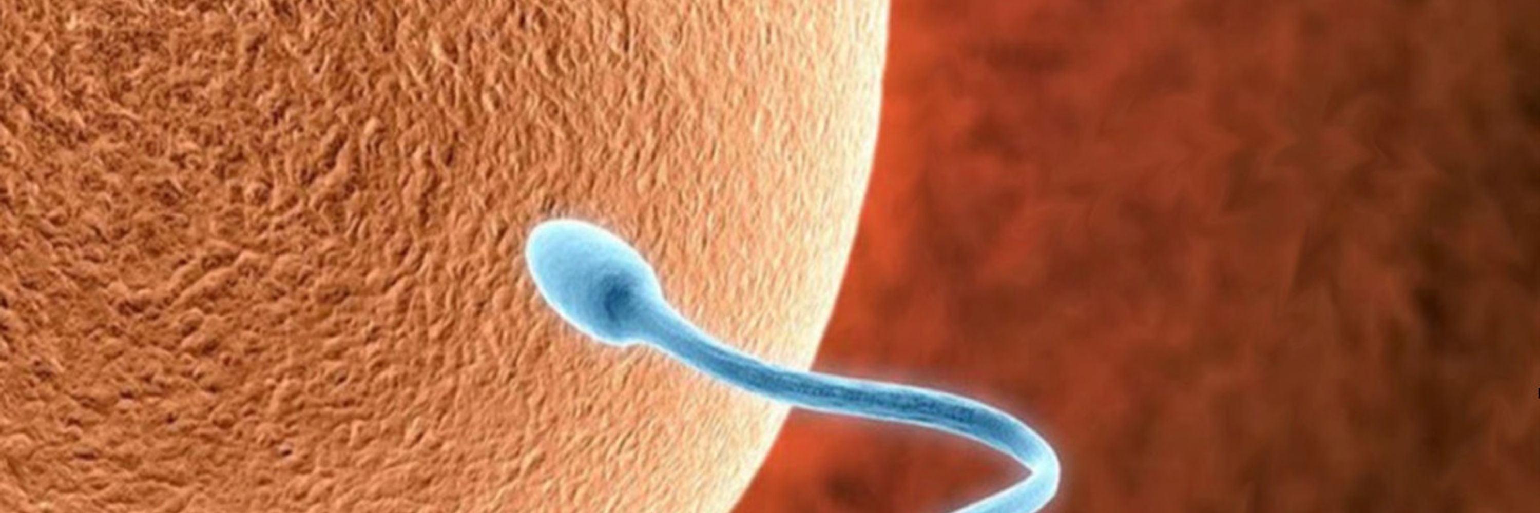 Bianor Biotech, biotecnología de la reproducción