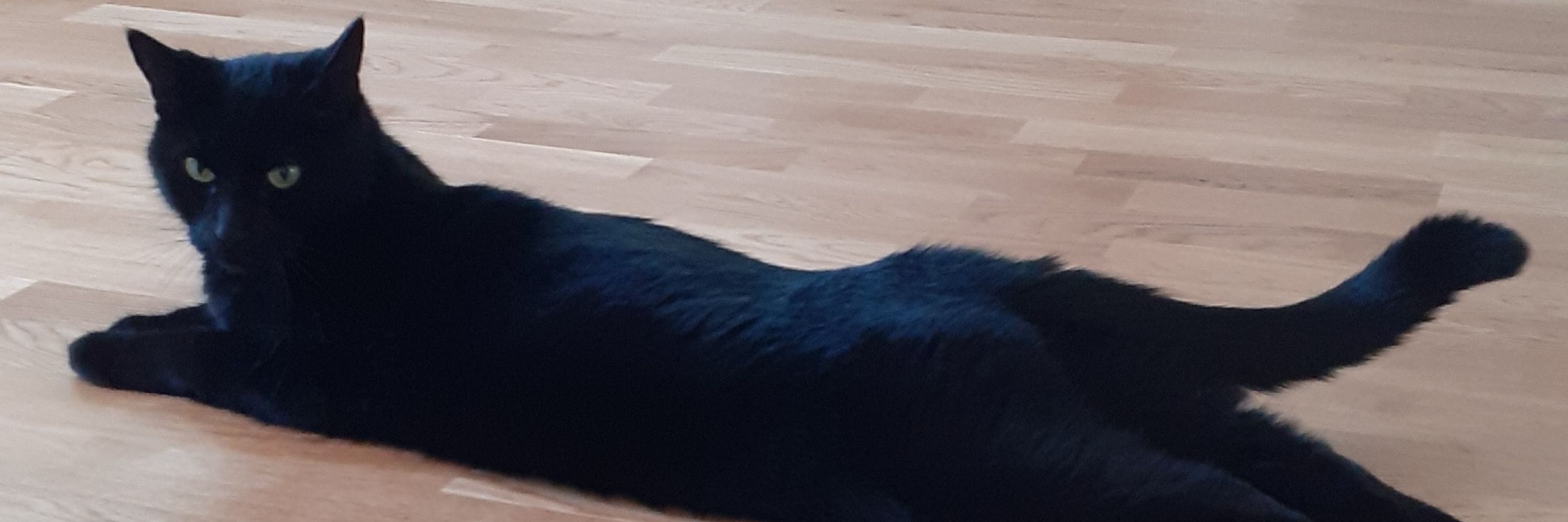 Miss bear