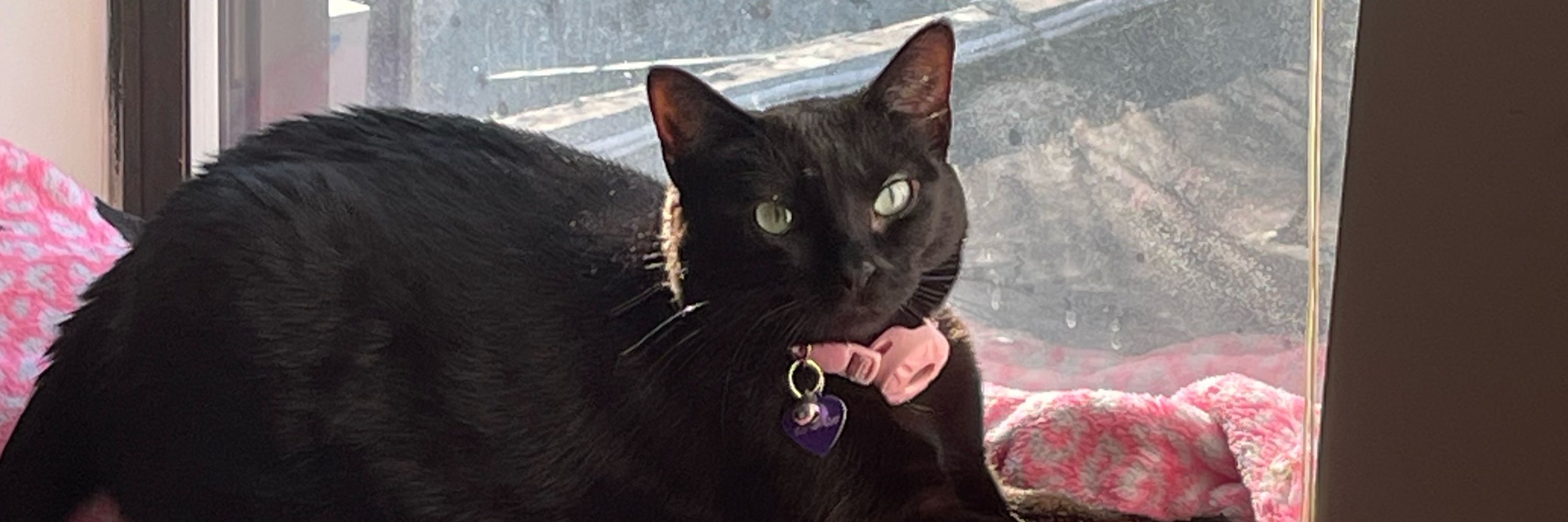 kat