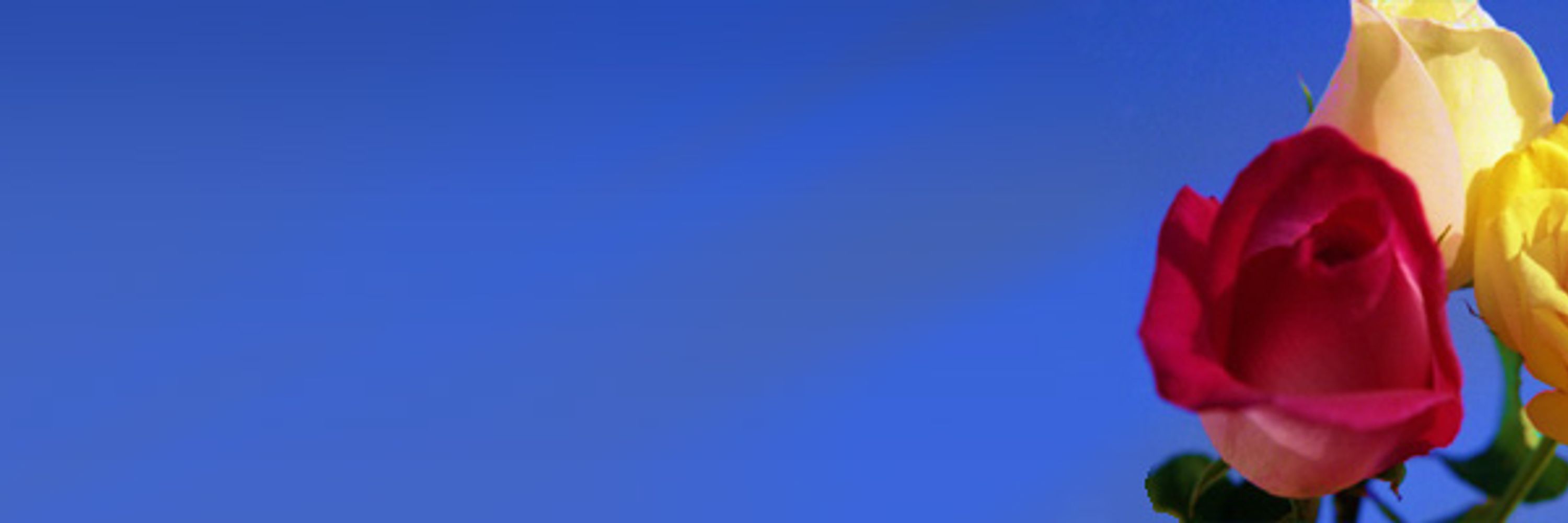 Indigo 🌕
