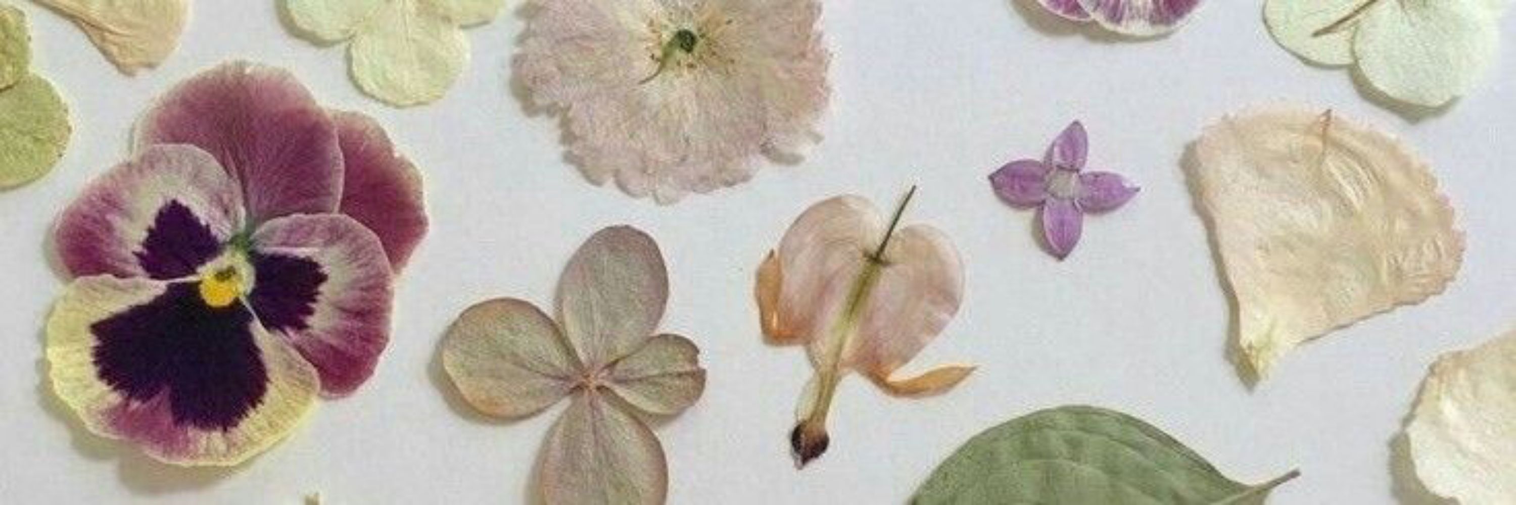 flavja