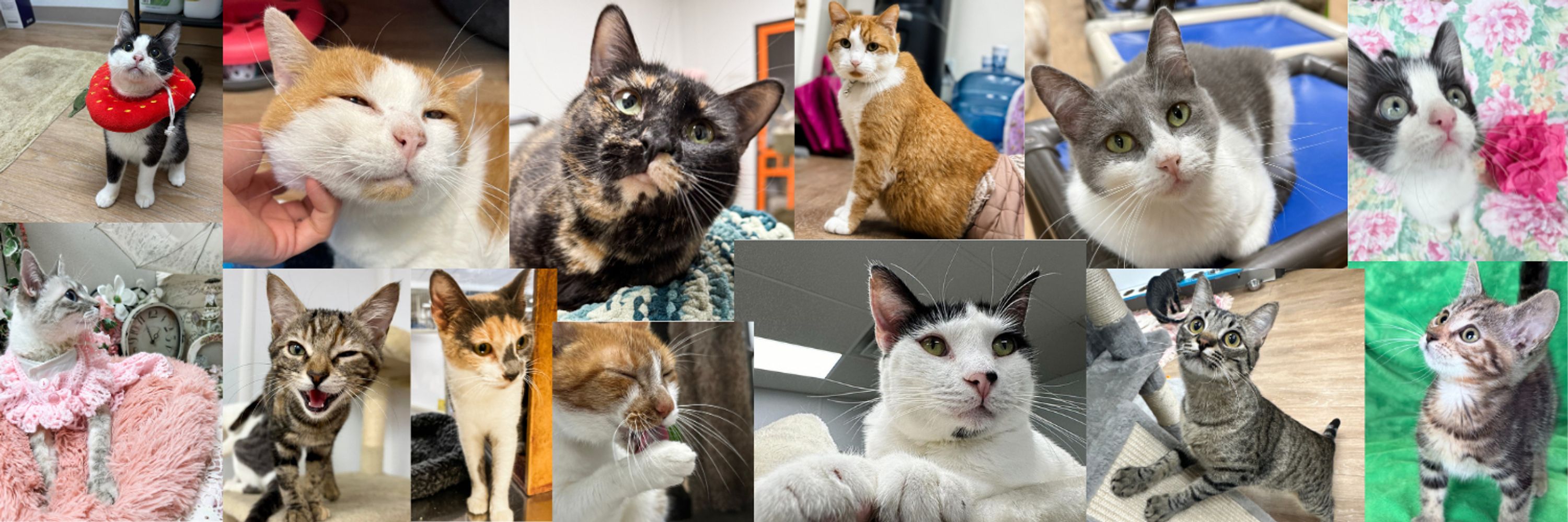The Cattery Cat Shelter