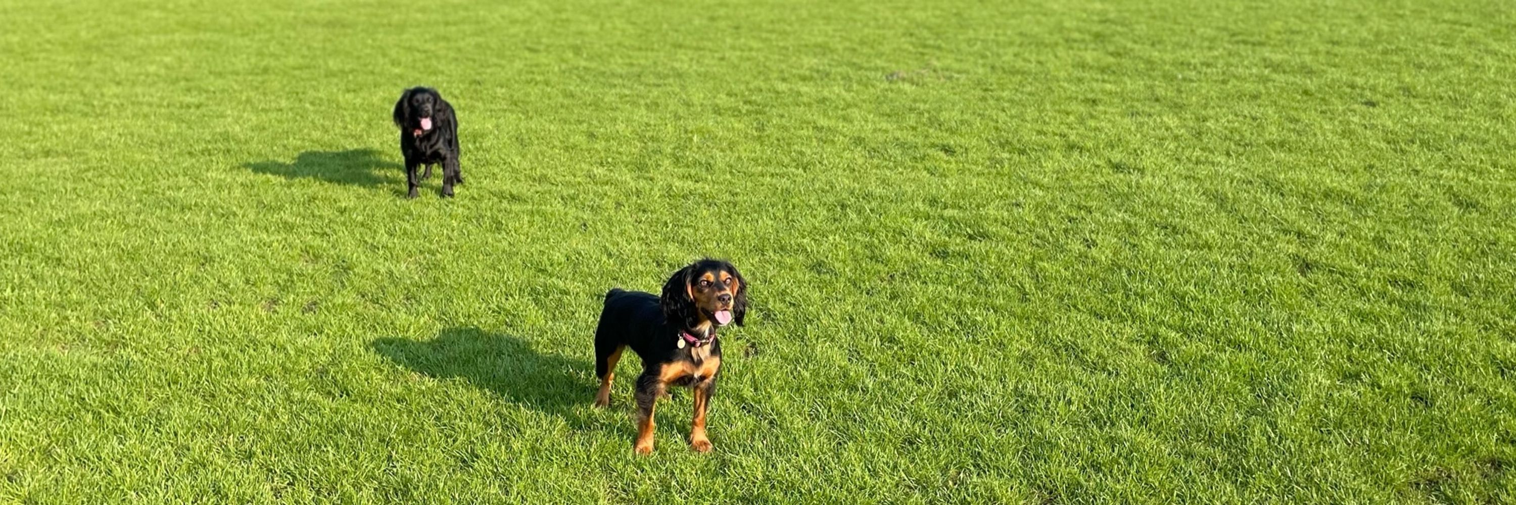 Curious Brit 🇬🇧