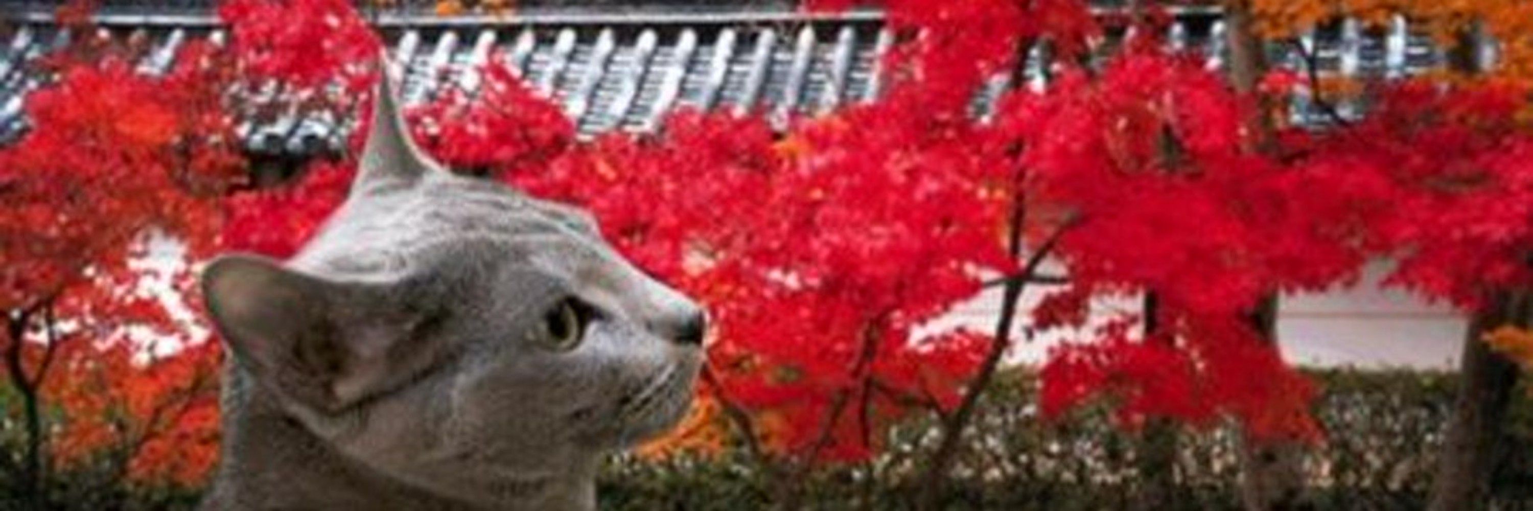 もみじねこ
