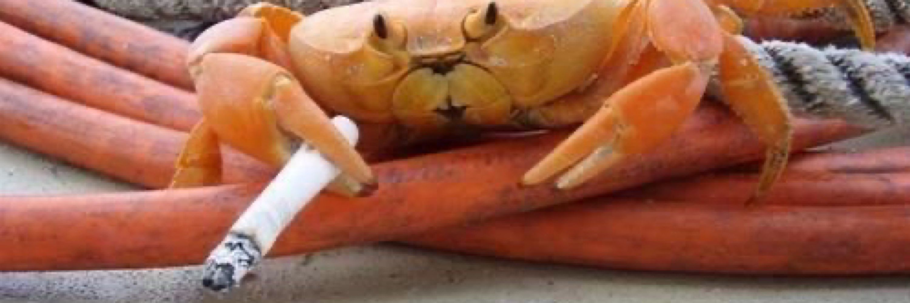 ham stroker's ejacula