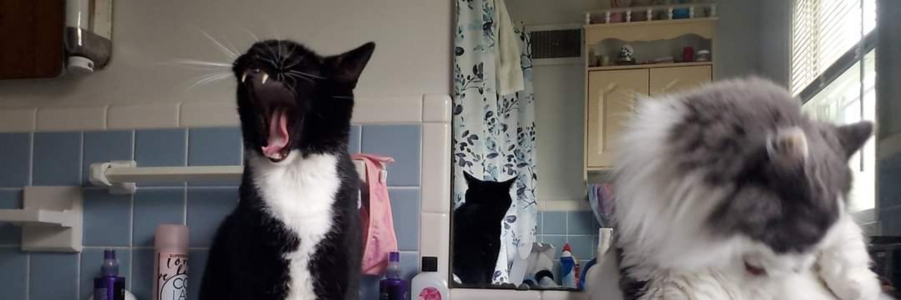 Timothy and Sebastian