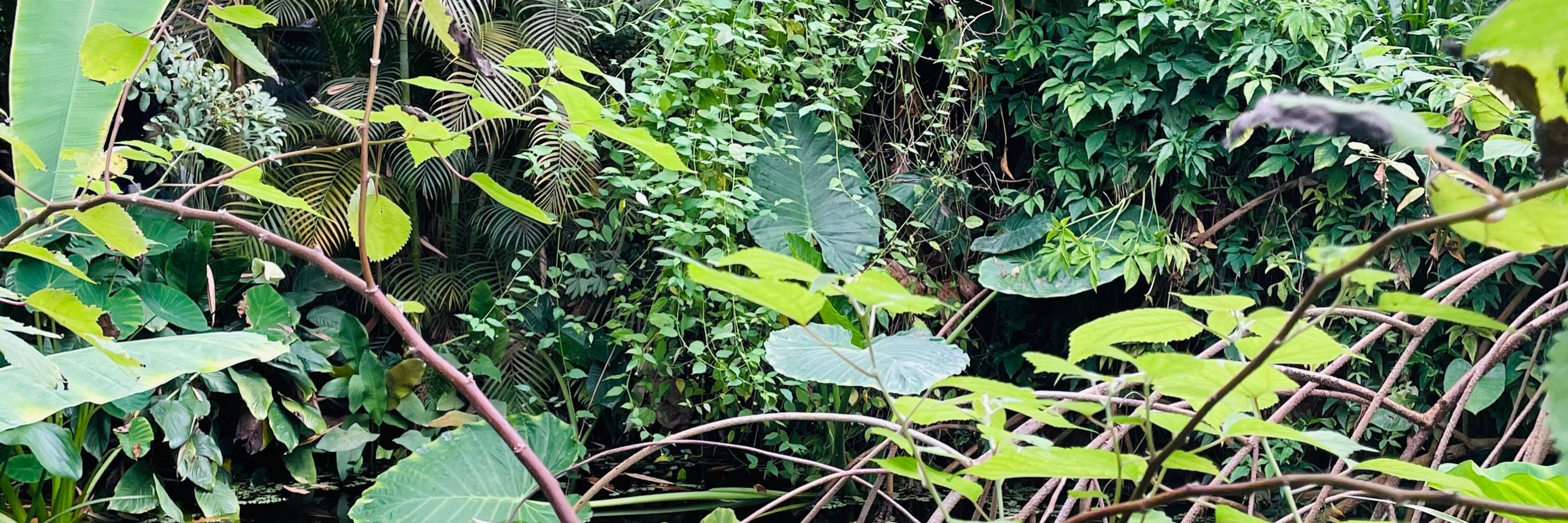 Rashmi Sasidharan 