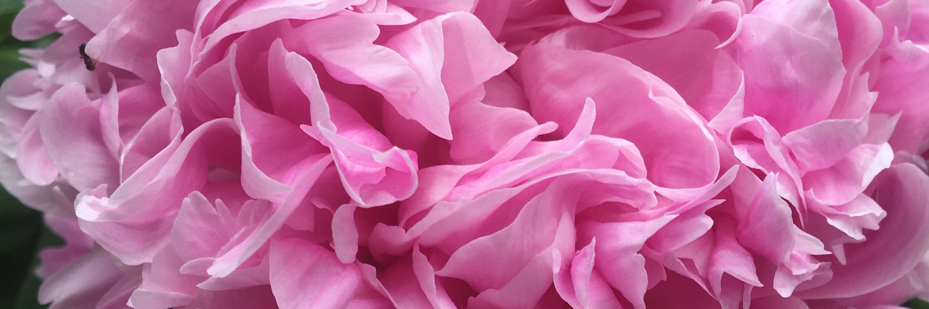 Grey Peony