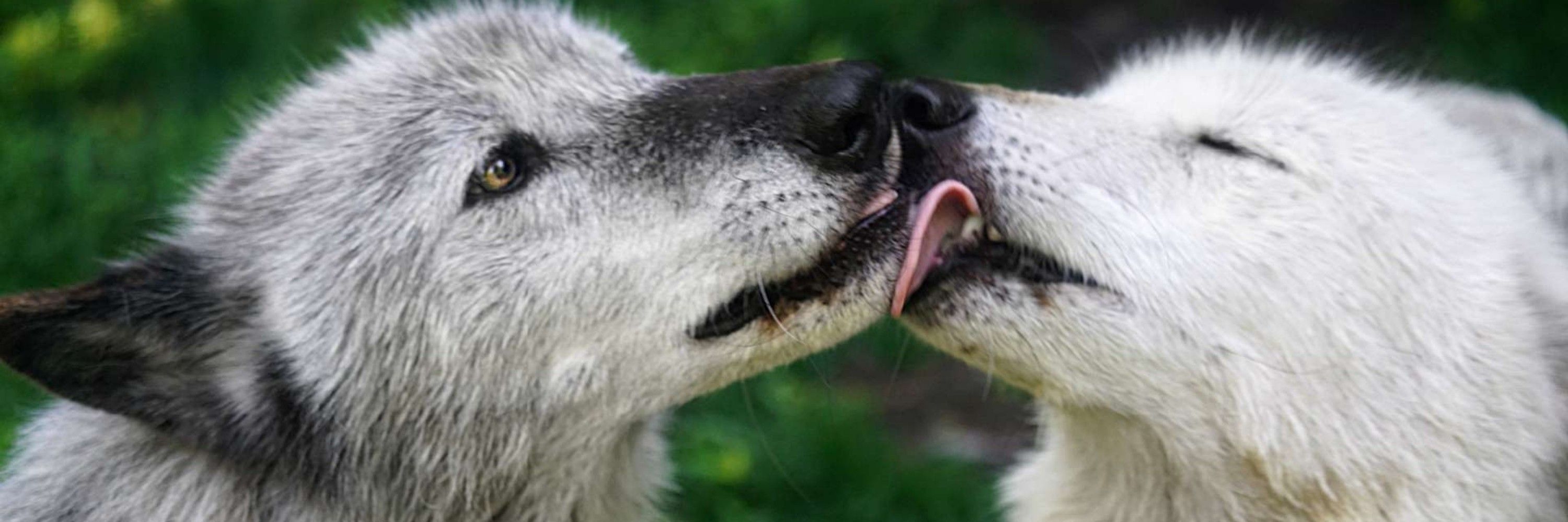 Xyhenwolf