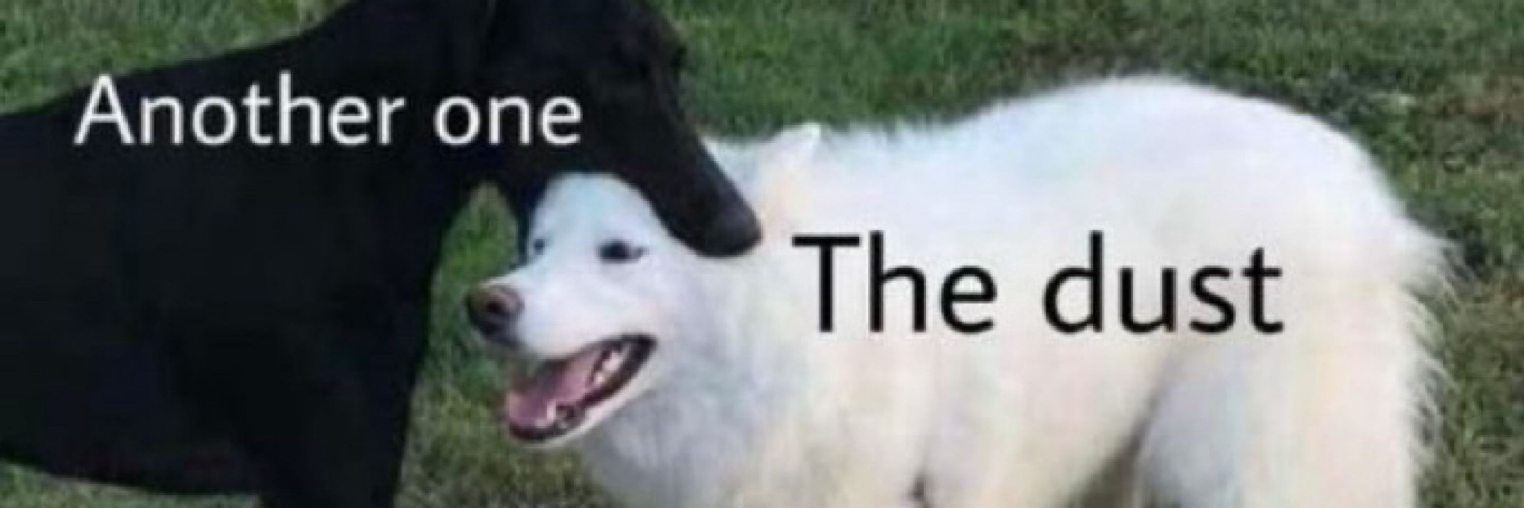Callie the dog
