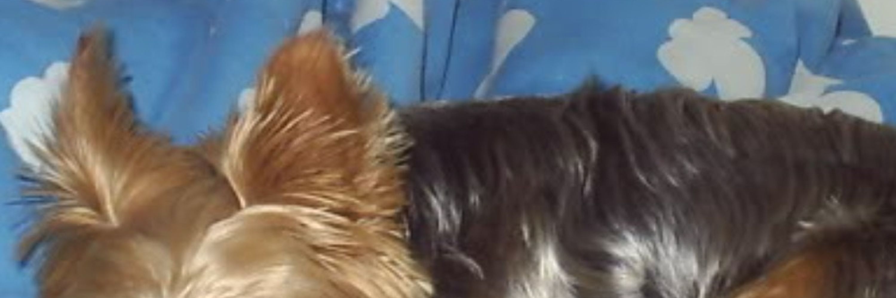 Ben