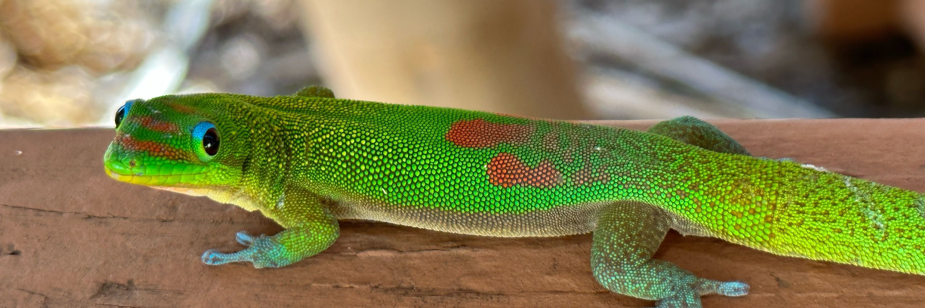 geckgoals