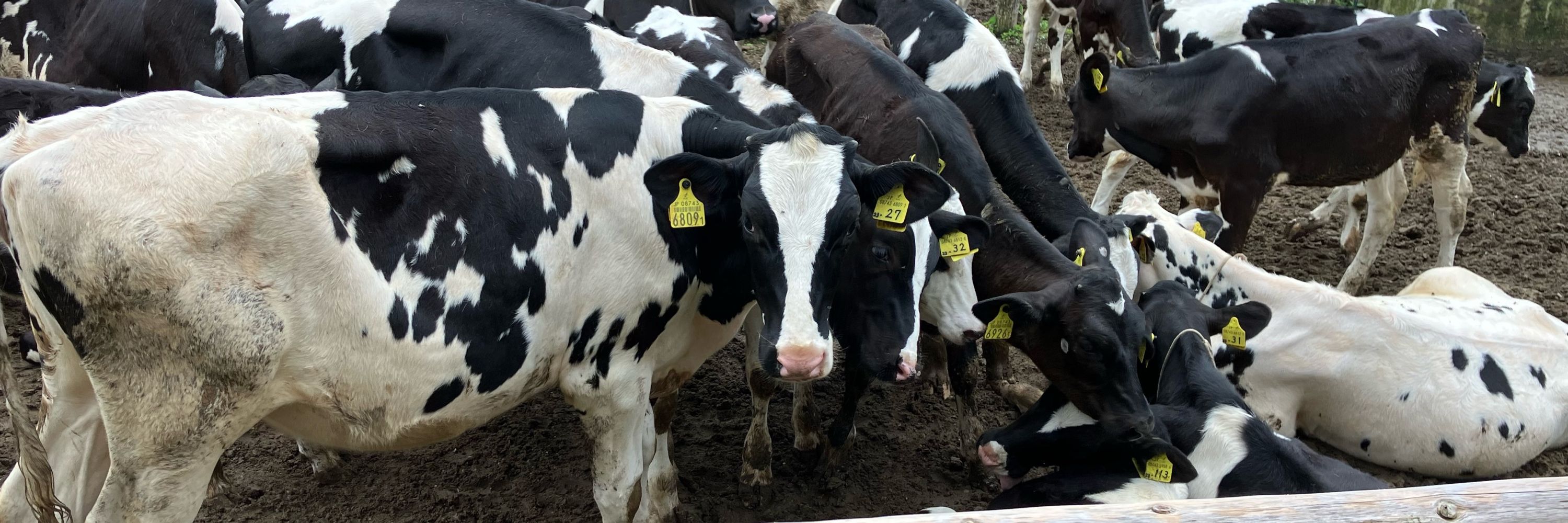 なかむら🐄
