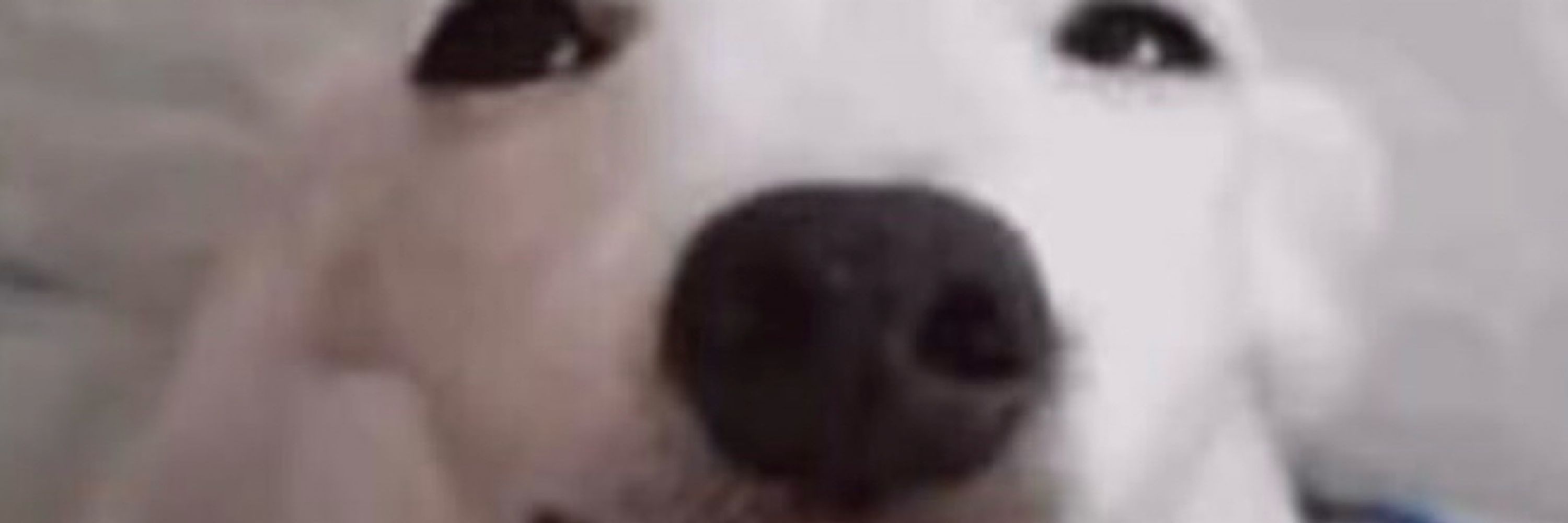 carloto