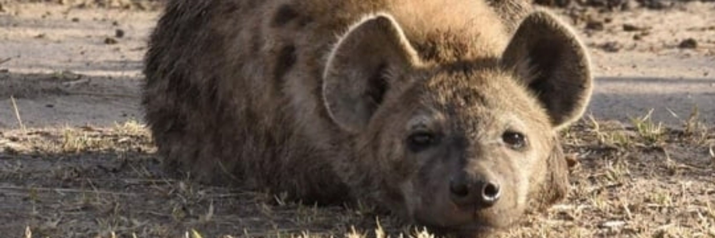 Rowan is Yeen (They/Them)