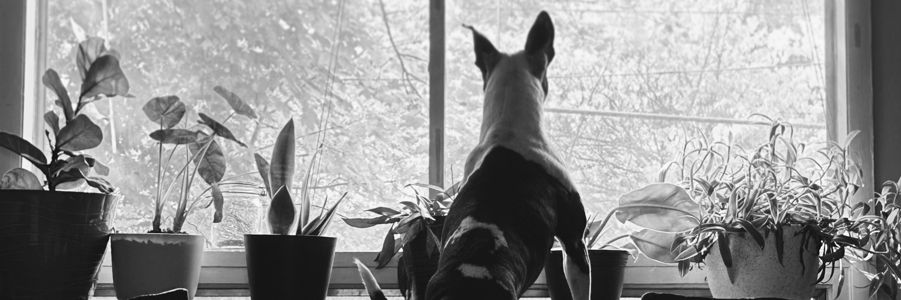 Luna N.H