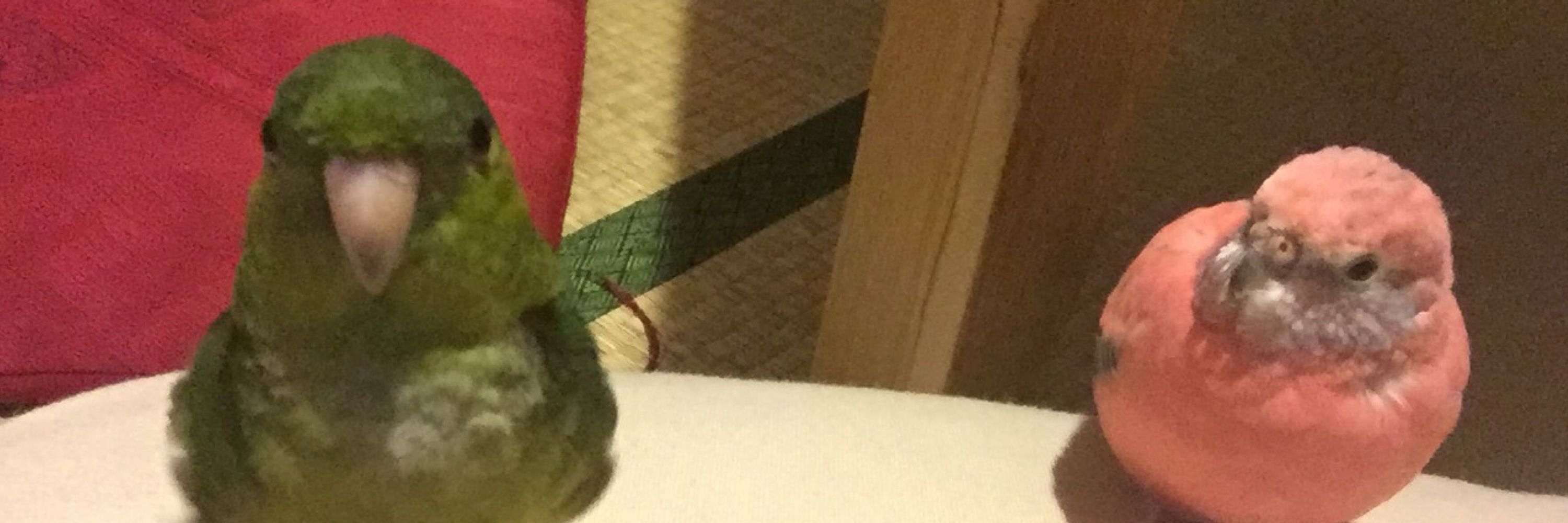 いっさ